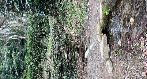 Source permanente, rive droite du Stang Alar -BREST